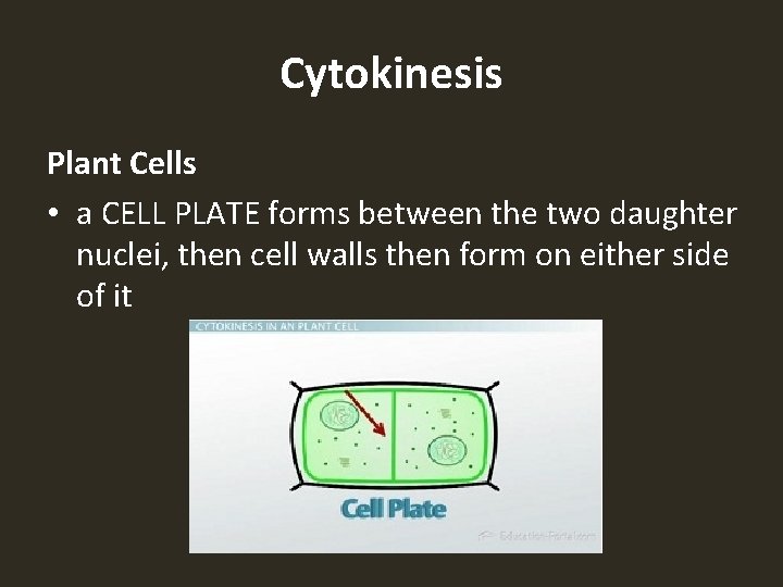 Cytokinesis Plant Cells • a CELL PLATE forms between the two daughter nuclei, then