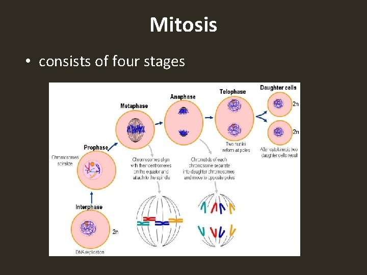 Mitosis • consists of four stages 