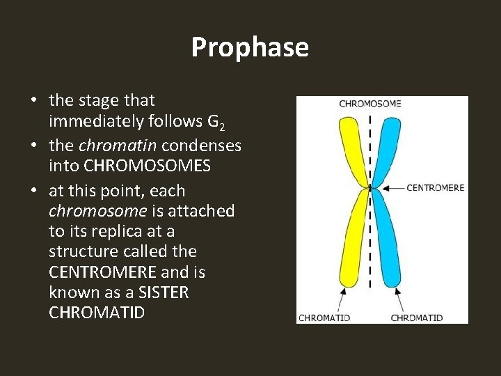 Prophase • the stage that immediately follows G 2 • the chromatin condenses into