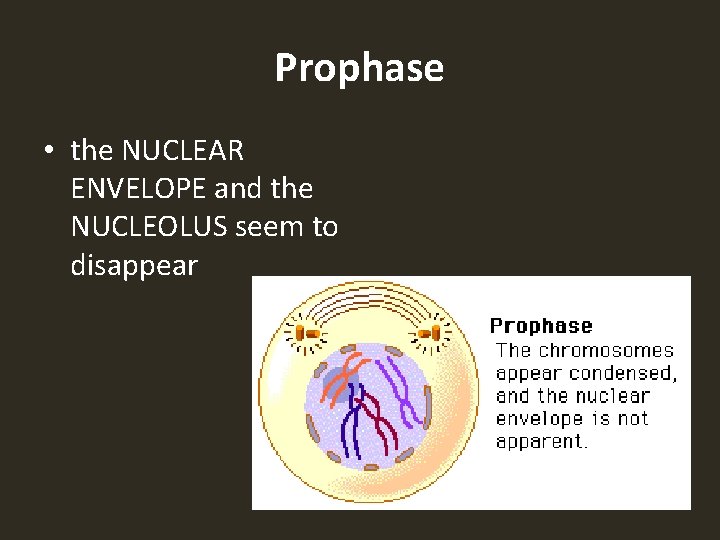 Prophase • the NUCLEAR ENVELOPE and the NUCLEOLUS seem to disappear 