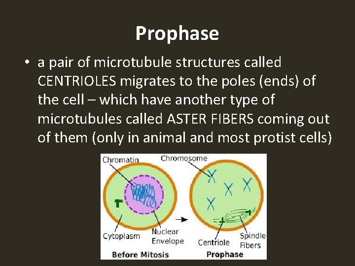 Prophase • a pair of microtubule structures called CENTRIOLES migrates to the poles (ends)