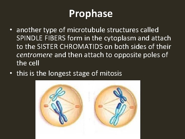 Prophase • another type of microtubule structures called SPINDLE FIBERS form in the cytoplasm