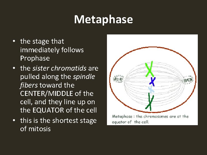 Metaphase • the stage that immediately follows Prophase • the sister chromatids are pulled