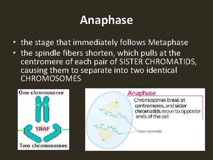 Anaphase • the stage that immediately follows Metaphase • the spindle fibers shorten, which