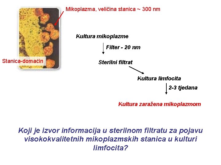 Mikoplazma, veličina stanica ~ 300 nm Kultura mikoplazme Filter - 20 nm Stanica-domaćin Sterilni
