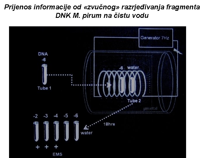 Prijenos informacije od «zvučnog» razrjeđivanja fragmenta DNK M. pirum na čistu vodu 