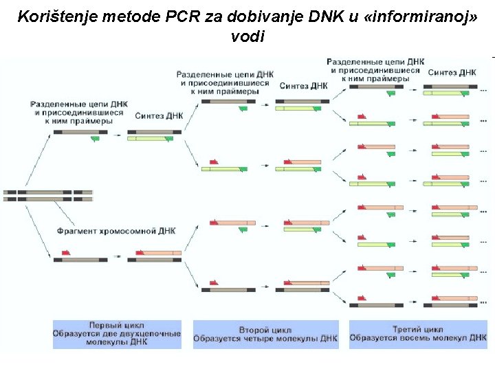 Korištenje metode PCR za dobivanje DNK u «informiranoj» vodi 