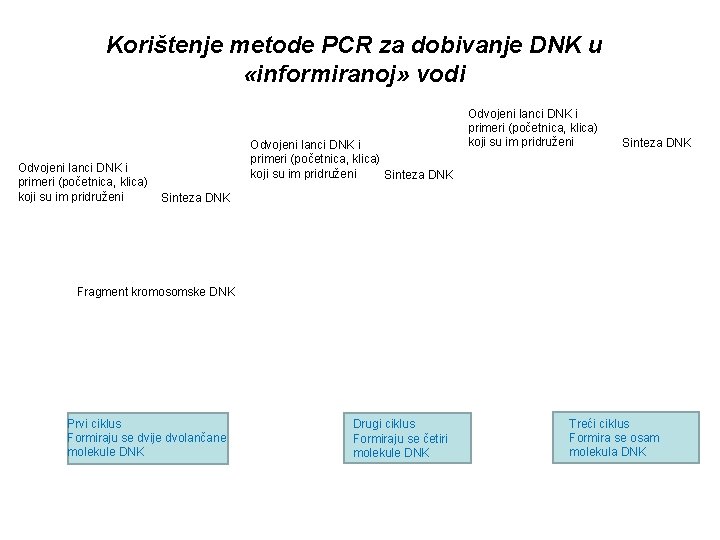 Korištenje metode PCR za dobivanje DNK u «informiranoj» vodi Odvojeni lanci DNK i primeri