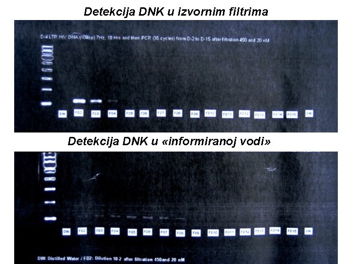 Detekcija DNK u izvornim filtrima Detekcija DNK u «informiranoj vodi» 