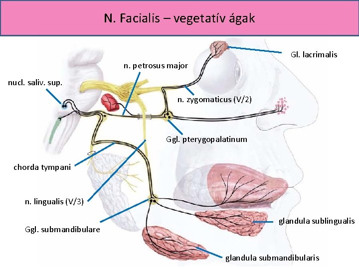 N. Facialis – vegetatív ágak Gl. lacrimalis n. petrosus major nucl. saliv. sup. n.