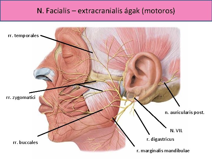 N. Facialis – extracranialis ágak (motoros) rr. temporales rr. zygomatici n. auricularis post. N.