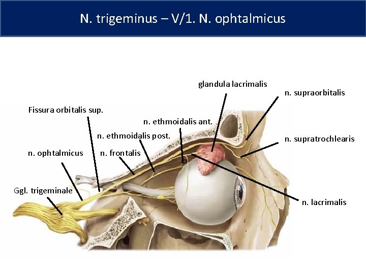 N. trigeminus – V/1. N. ophtalmicus glandula lacrimalis n. supraorbitalis Fissura orbitalis sup. n.