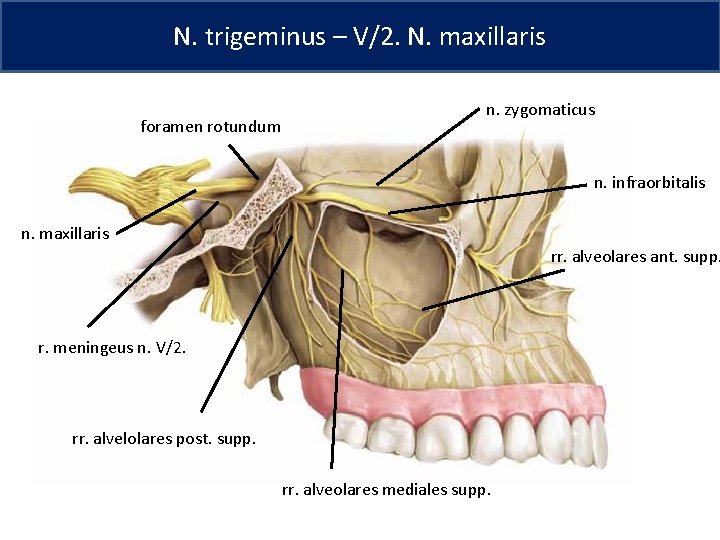 N. trigeminus – V/2. N. maxillaris foramen rotundum n. zygomaticus n. infraorbitalis n. maxillaris