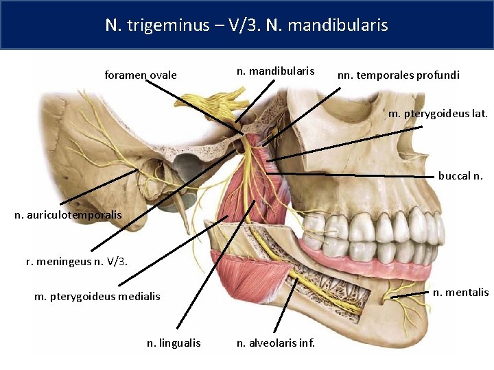 N. trigeminus – V/3. N. mandibularis foramen ovale n. mandibularis nn. temporales profundi m.