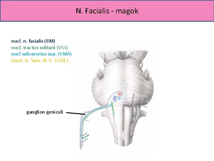 N. Facialis - magok nucl. n. facialis (BM) nucl. tractus solitarii (VSS) nucl salivarorius