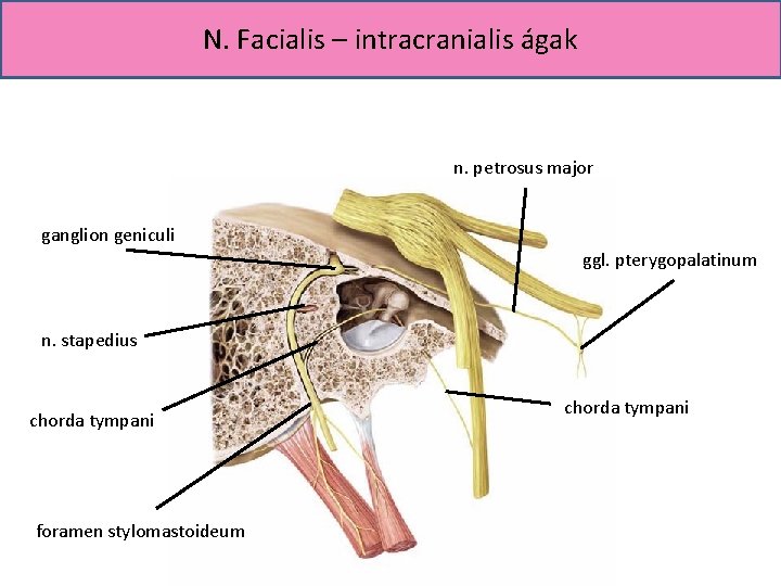 N. Facialis – intracranialis ágak n. petrosus major ganglion geniculi ggl. pterygopalatinum n. stapedius