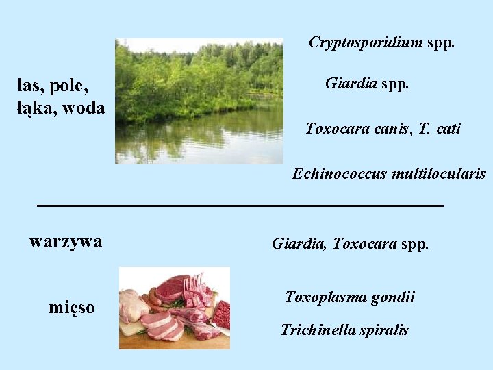 Cryptosporidium spp. las, pole, łąka, woda Giardia spp. Toxocara canis, T. cati Echinococcus multilocularis