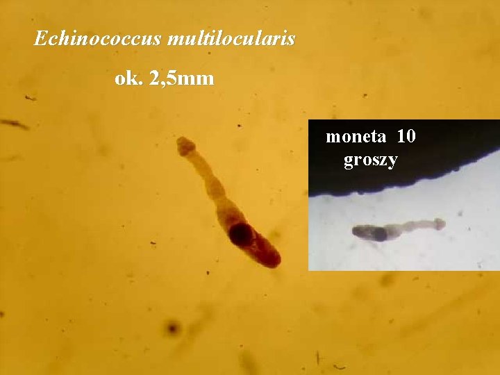 Echinococcus multilocularis ok. 2, 5 mm moneta 10 groszy 