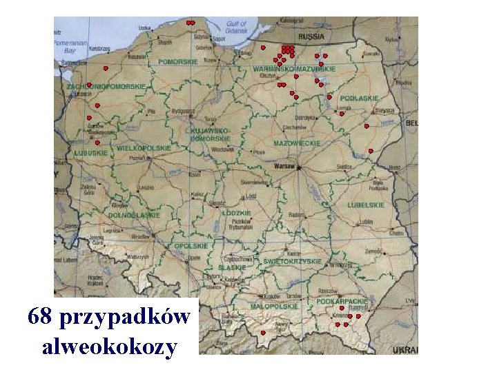 68 przypadków alweokokozy 