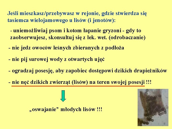 Jeśli mieszkasz/przebywasz w rejonie, gdzie stwierdza się tasiemca wielojamowego u lisów (i jenotów): -