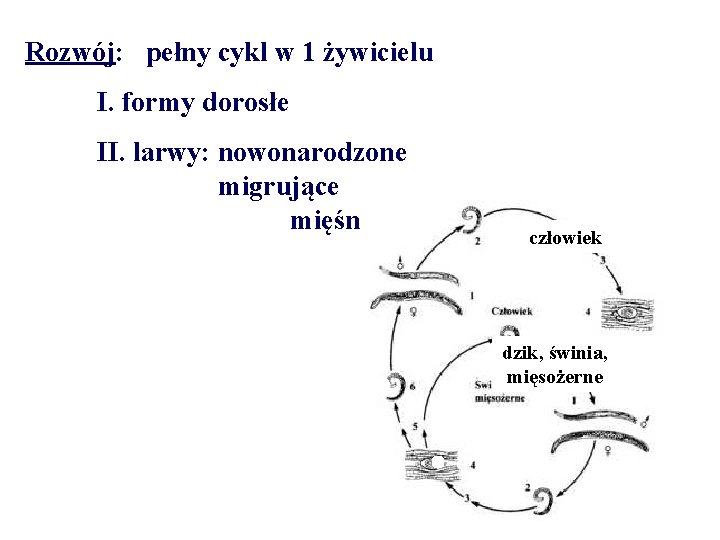 Rozwój: pełny cykl w 1 żywicielu I. formy dorosłe II. larwy: nowonarodzone migrujące mięśniowe