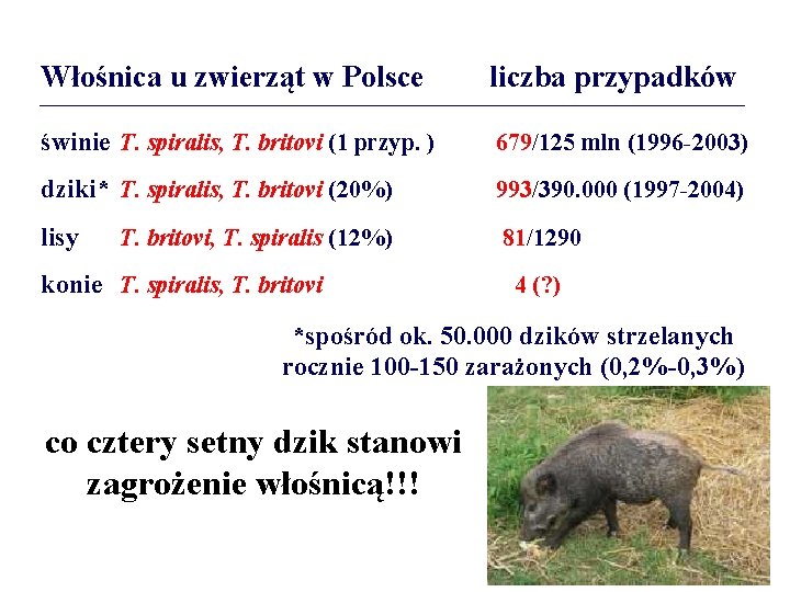 Włośnica u zwierząt w Polsce liczba przypadków świnie T. spiralis, T. britovi (1 przyp.