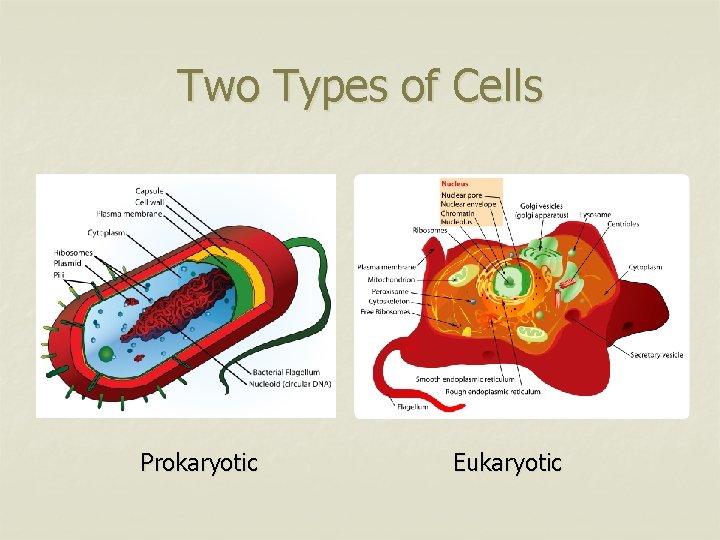 Two Types of Cells Prokaryotic Eukaryotic 