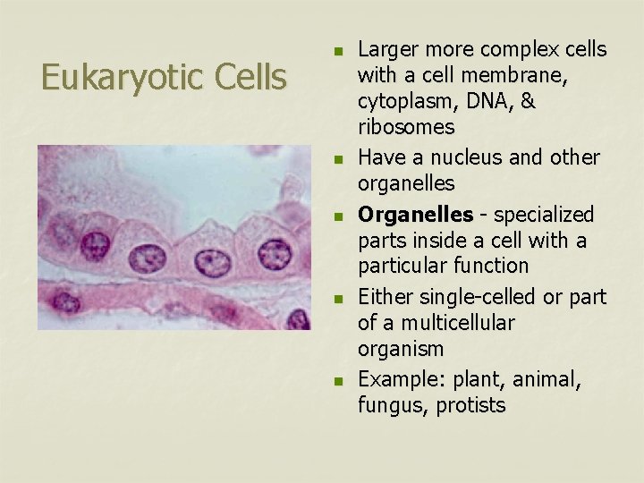 Eukaryotic Cells n n n Larger more complex cells with a cell membrane, cytoplasm,