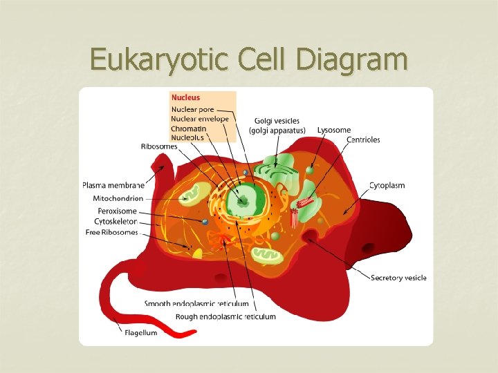 Eukaryotic Cell Diagram 