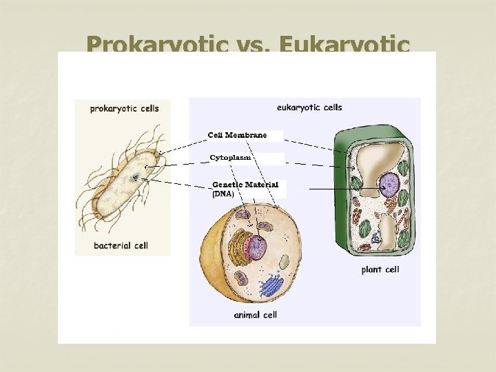 Prokaryotic vs. Eukaryotic 