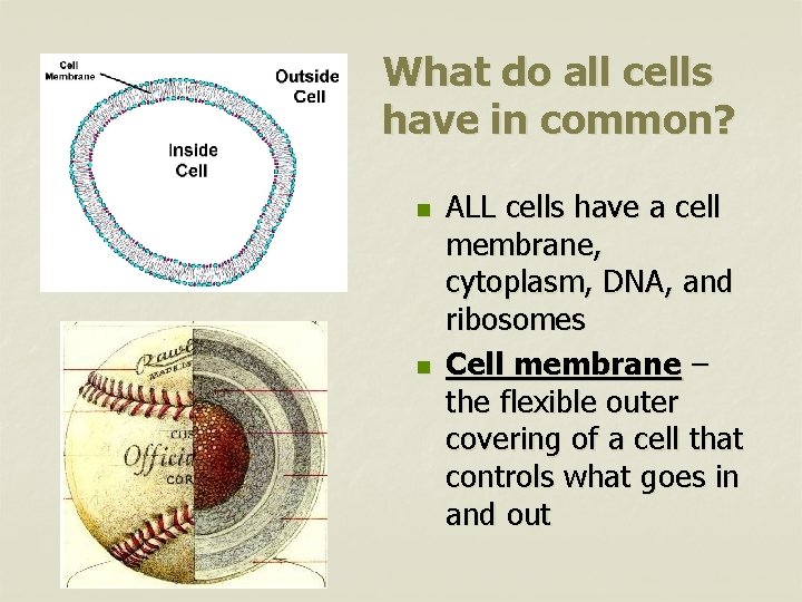 What do all cells have in common? n n ALL cells have a cell