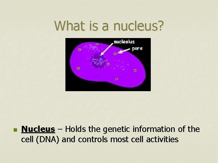 What is a nucleus? n Nucleus – Holds the genetic information of the cell