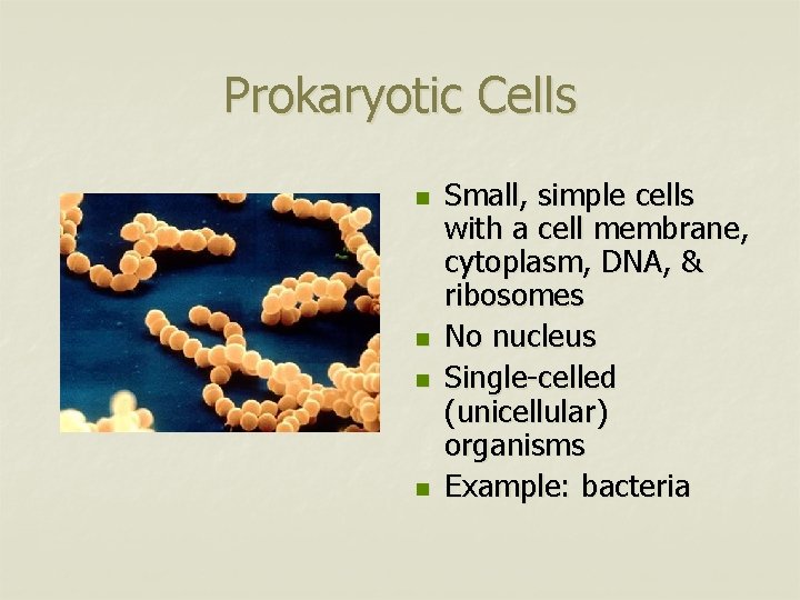 Prokaryotic Cells n n Small, simple cells with a cell membrane, cytoplasm, DNA, &