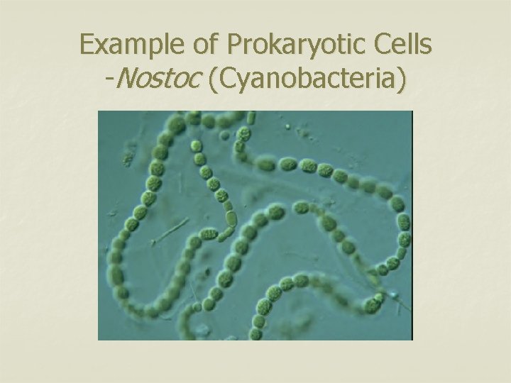 Example of Prokaryotic Cells -Nostoc (Cyanobacteria) 