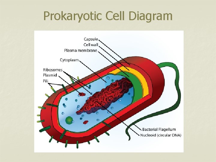 Prokaryotic Cell Diagram 