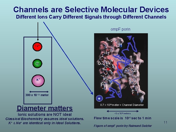 Channels are Selective Molecular Devices Different Ions Carry Different Signals through Different Channels omp.