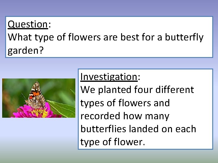 Question: What type of flowers are best for a butterfly garden? Investigation: We planted