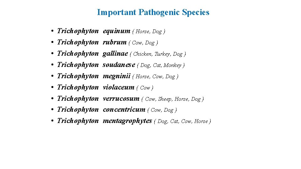 Important Pathogenic Species • • • Trichophyton Trichophyton Trichophyton equinum ( Horse, Dog )