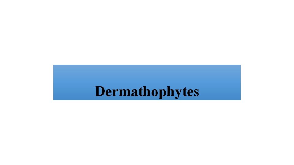 Dermathophytes 