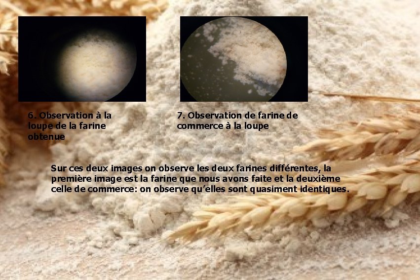 6. Observation à la loupe de la farine obtenue 7. Observation de farine de