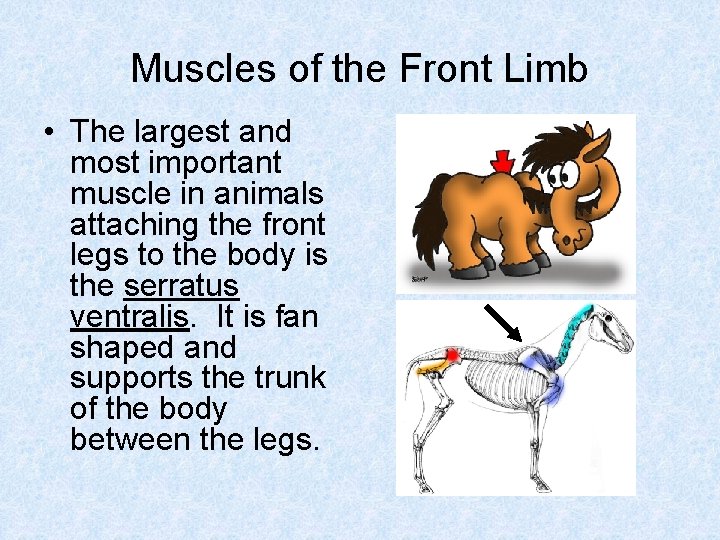 Muscles of the Front Limb • The largest and most important muscle in animals