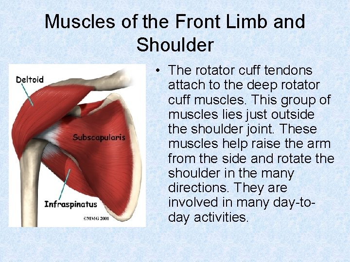 Muscles of the Front Limb and Shoulder • The rotator cuff tendons attach to