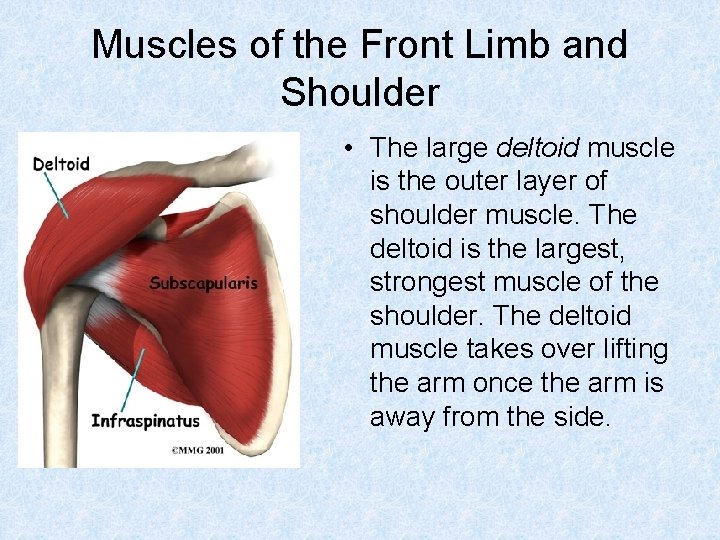 Muscles of the Front Limb and Shoulder • The large deltoid muscle is the