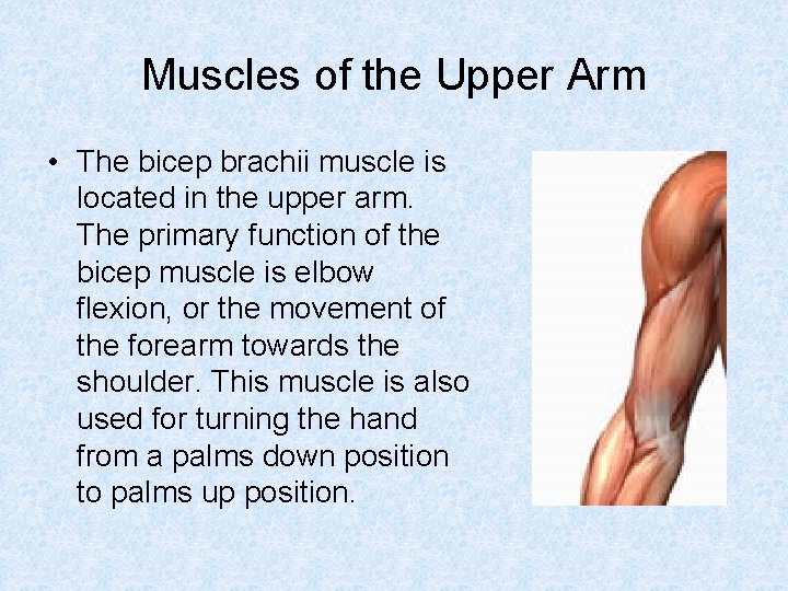 Muscles of the Upper Arm • The bicep brachii muscle is located in the