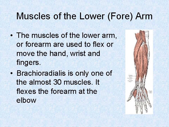 Muscles of the Lower (Fore) Arm • The muscles of the lower arm, or