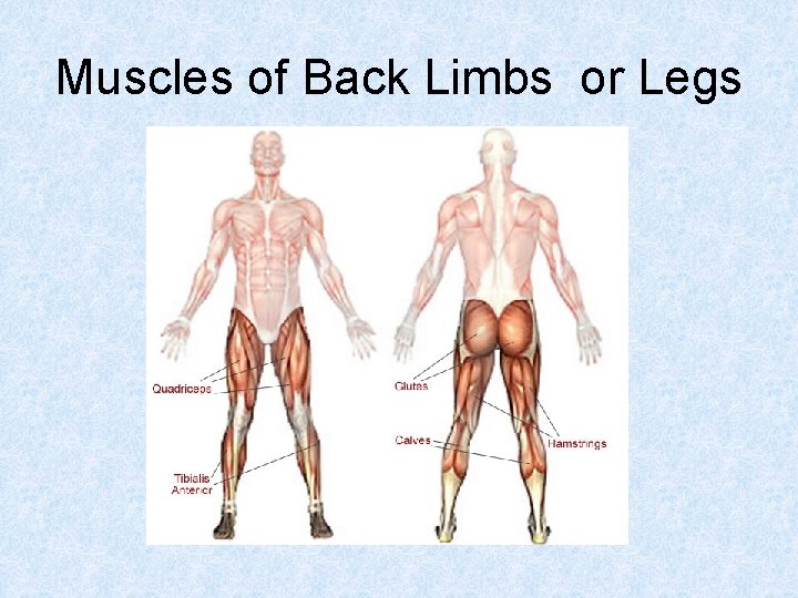 Muscles of Back Limbs or Legs 