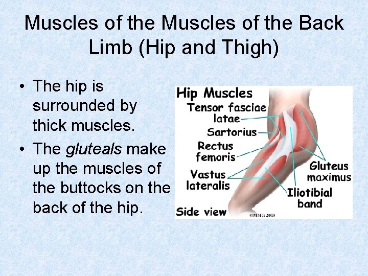 Muscles of the Back Limb (Hip and Thigh) • The hip is surrounded by