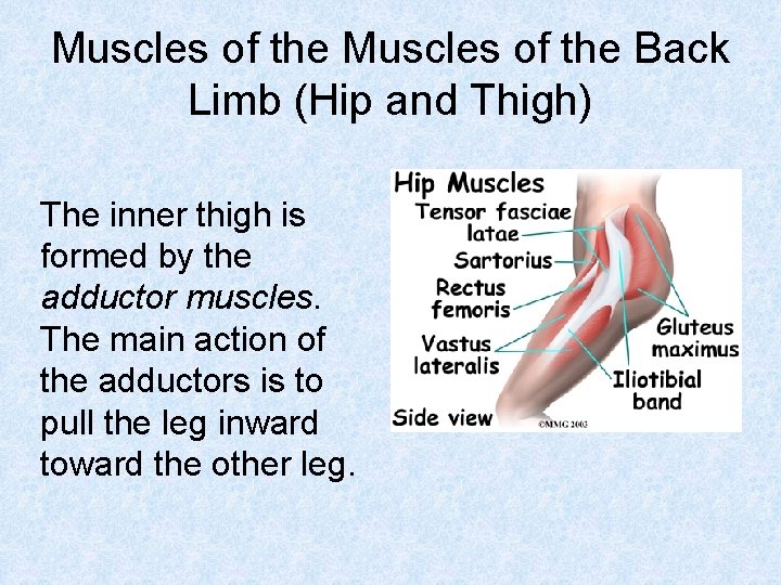 Muscles of the Back Limb (Hip and Thigh) The inner thigh is formed by