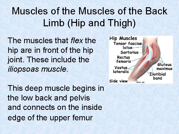 Muscles of the Back Limb (Hip and Thigh) The muscles that flex the hip