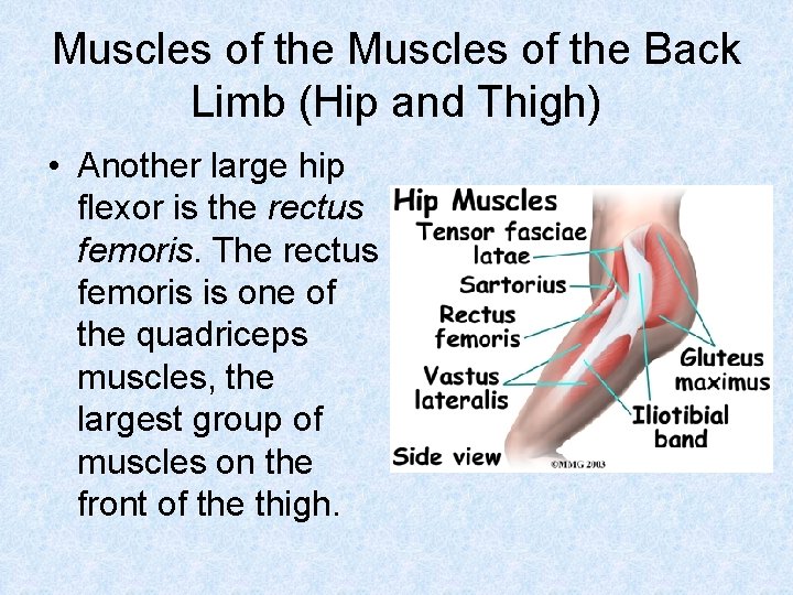 Muscles of the Back Limb (Hip and Thigh) • Another large hip flexor is